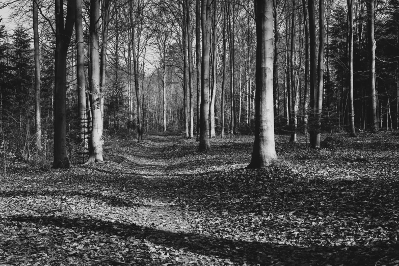 black and white pograph of forest trees in dark