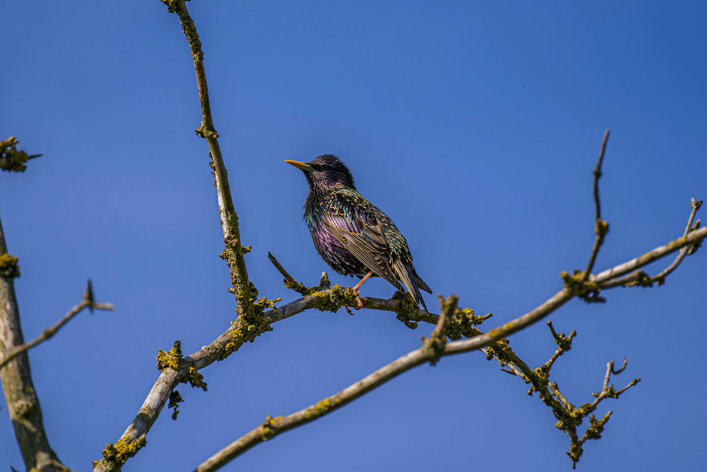 a bird sitting on a tree limb with no leaves