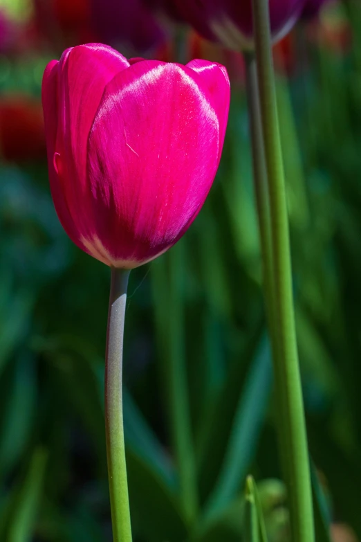 a pink flower is in a green area