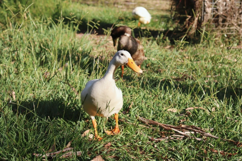 white duck with long beak walking through grass