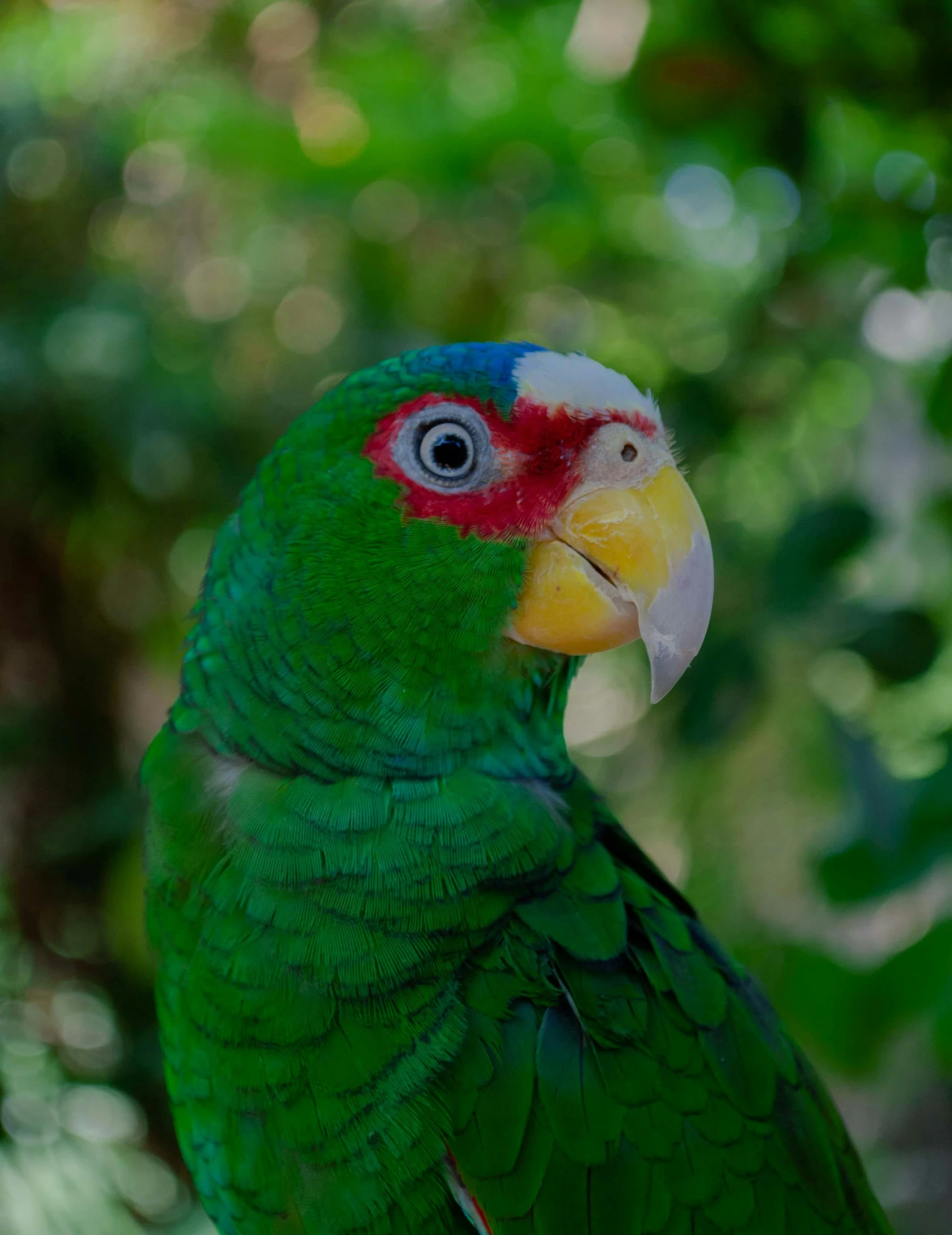 a colorful bird sitting on top of a wooden pole