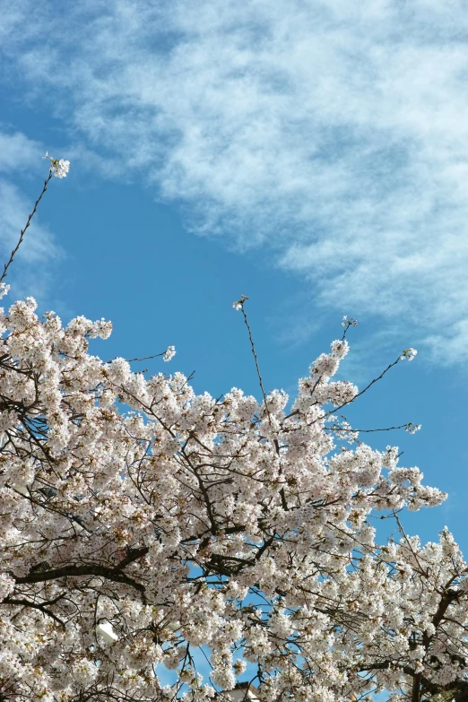 a tree in bloom next to a blue sky