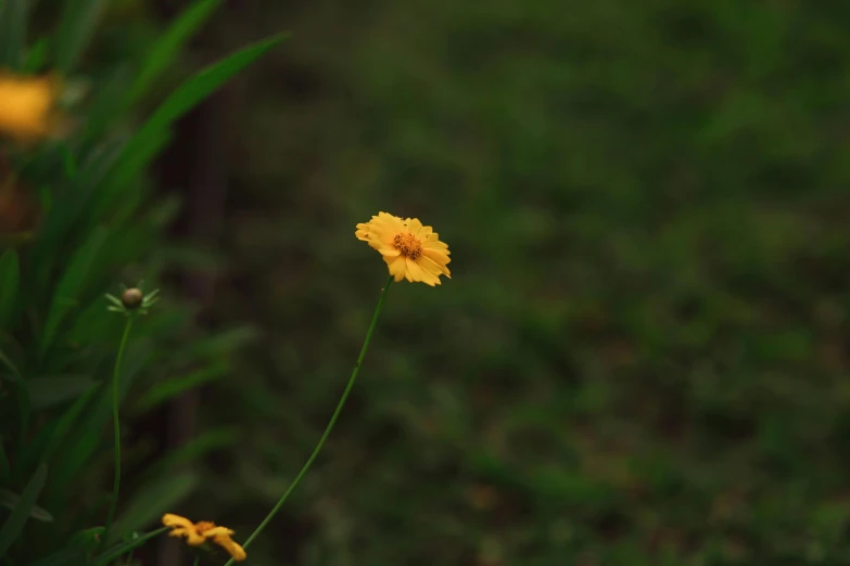 a flower that is sitting in the grass