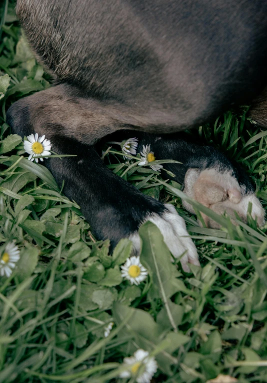 the dog is laying in the grass among the daisies