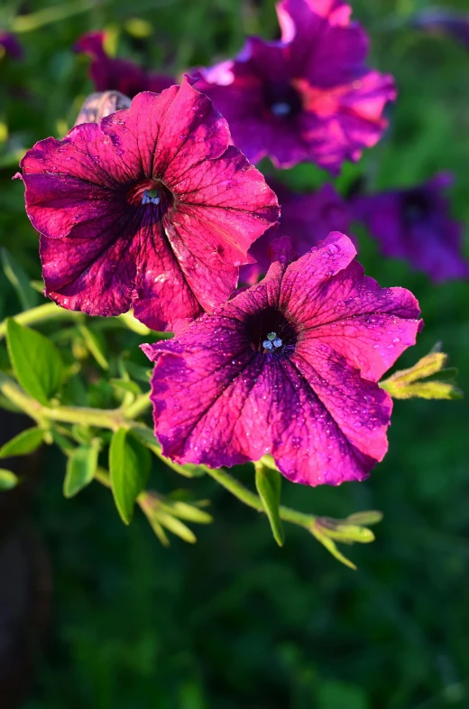 a close - up s of purple petunias in the sunlight