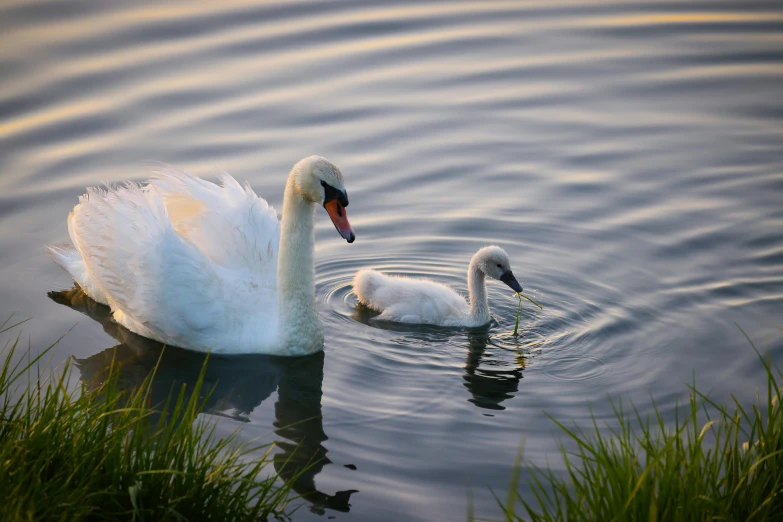 the adult swan is feeding her two young