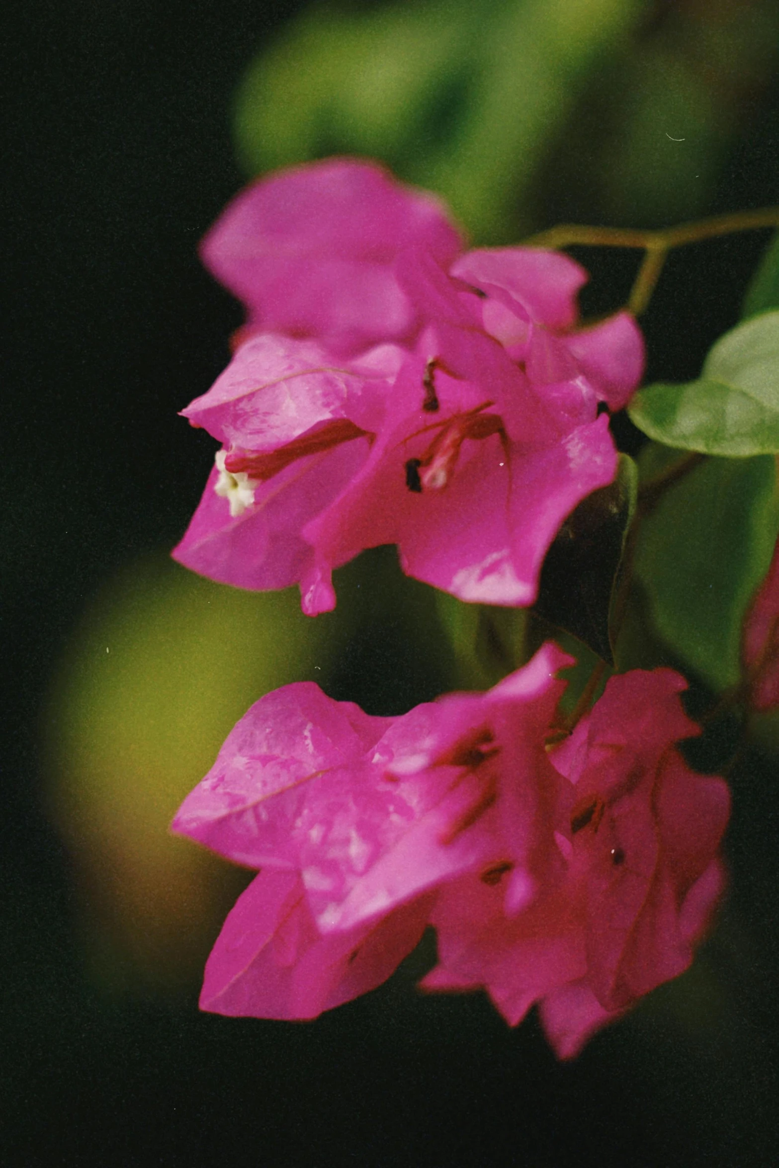 pink flowers blooming on a tree, as seen from the ground