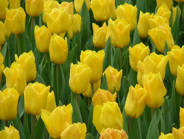 some very pretty yellow flowers that are out in the sun