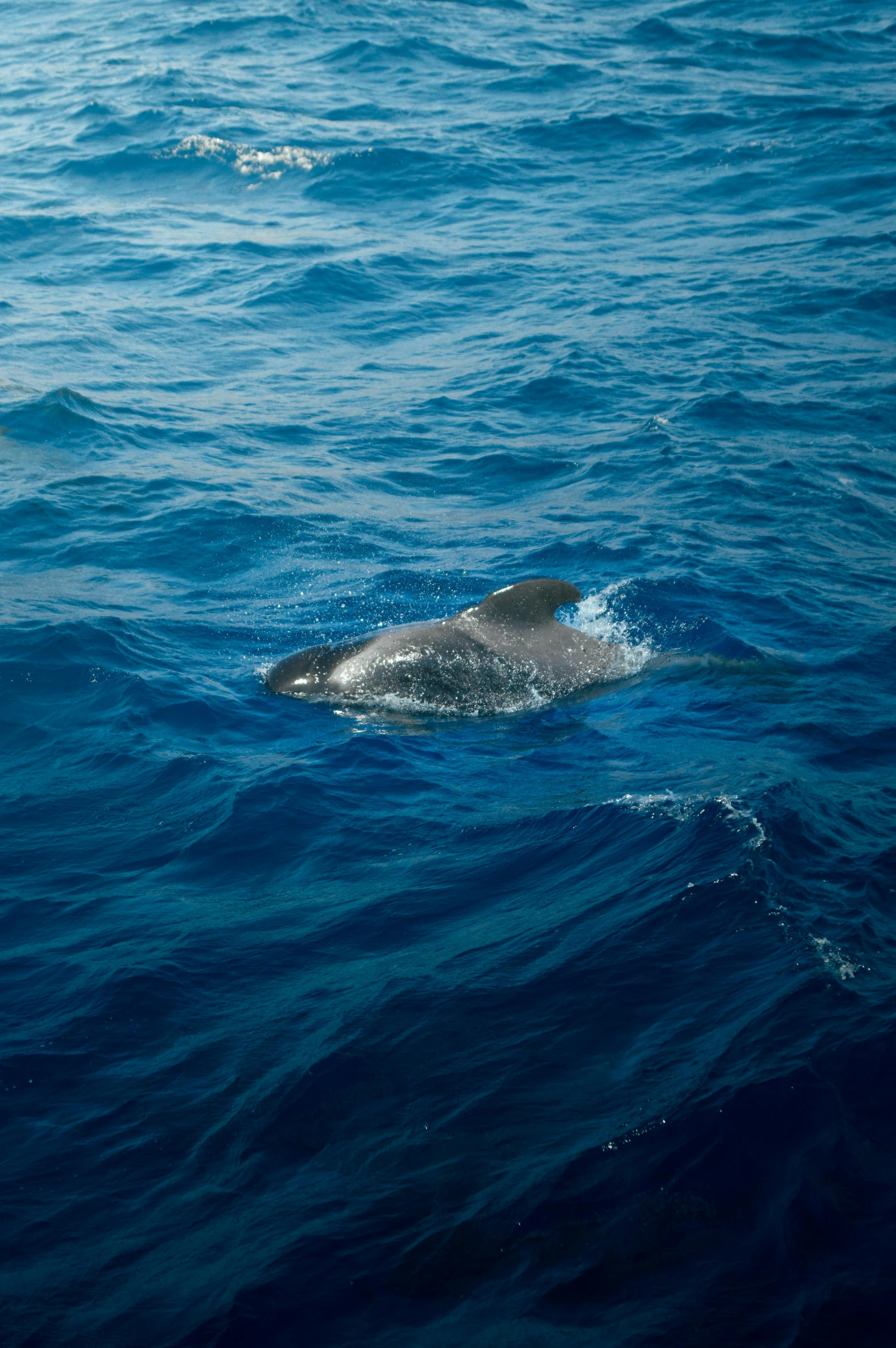 a whale with its mouth open swimming in the ocean