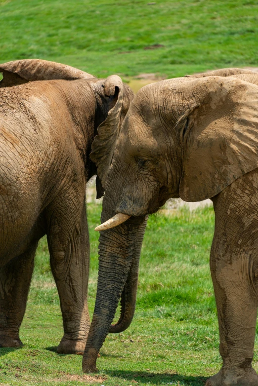 two elephants are standing close together on the grass