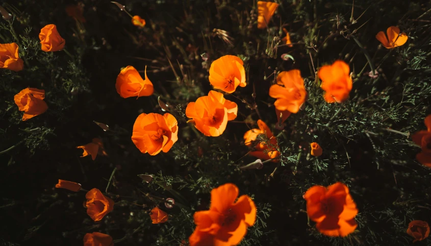 the background of some beautiful orange flowers