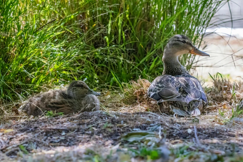 mother duck and her duckling on the grass