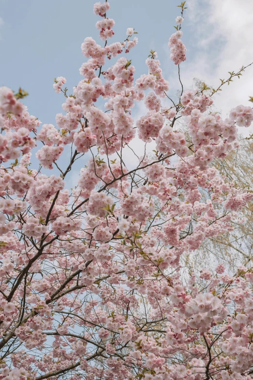 a blossoming tree in full bloom, with blue sky in background