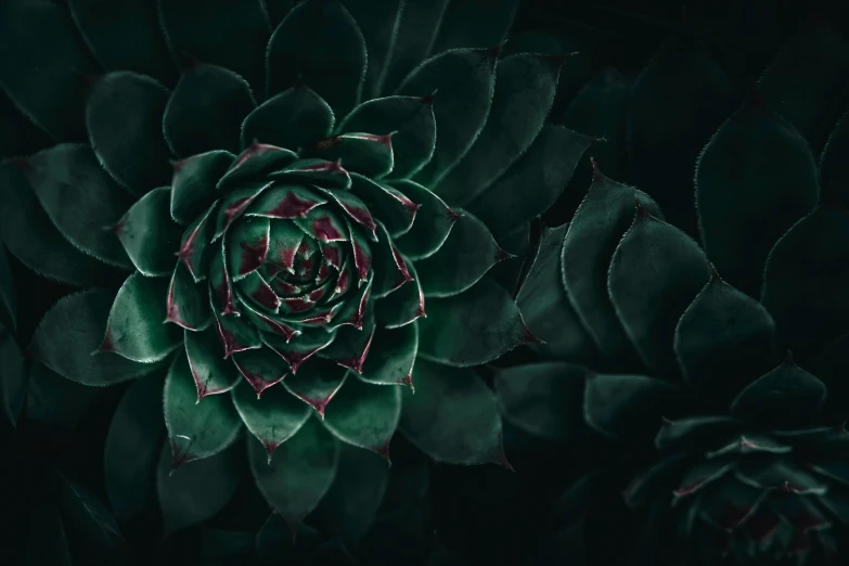 the top view of a large green plant