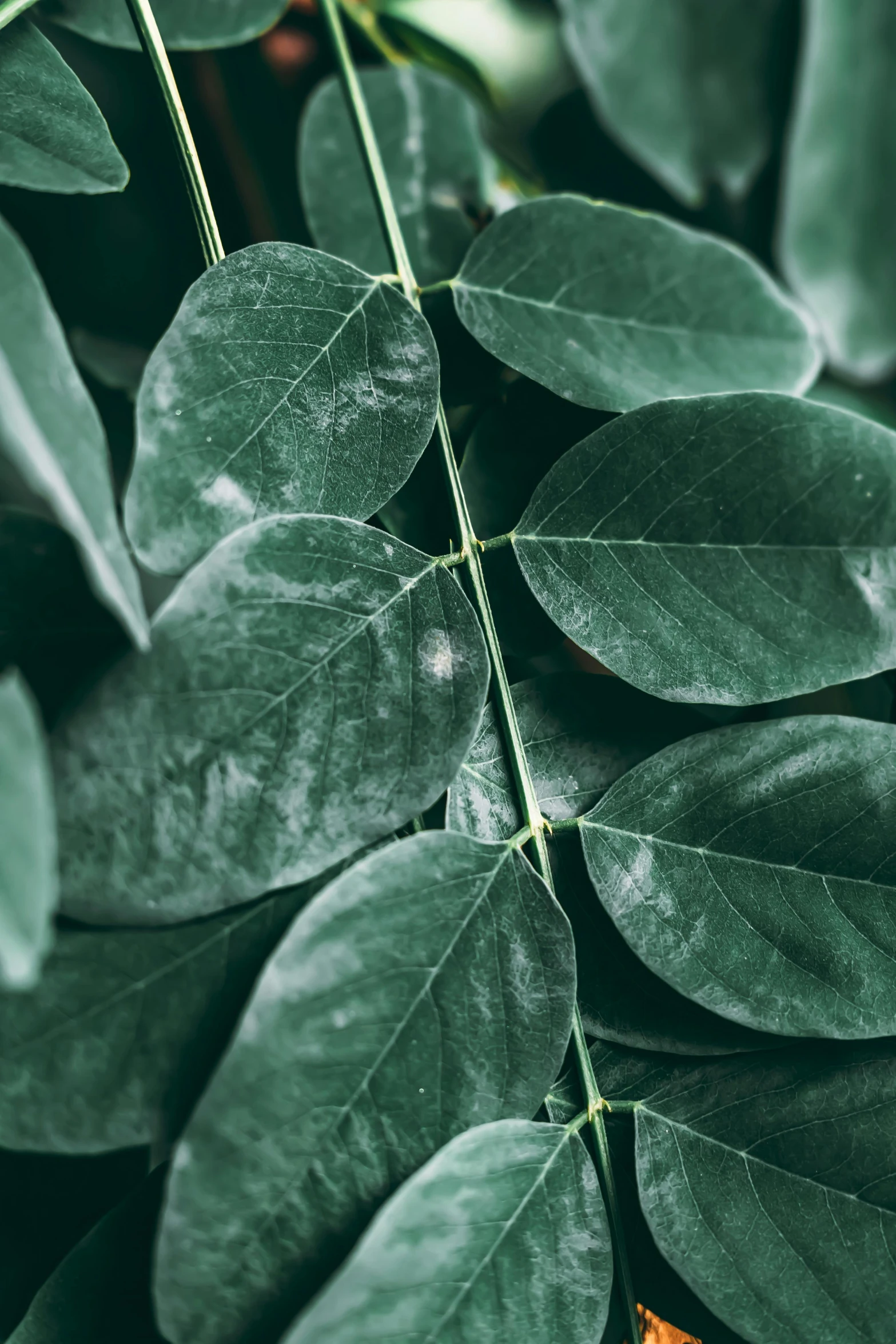 green leaves are shown with yellow highlights on them