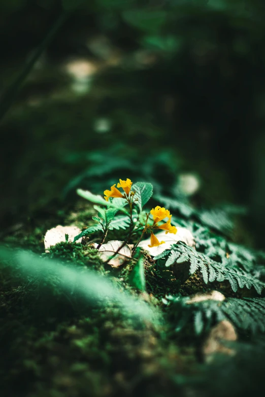 yellow flowers are growing on a rocky ground