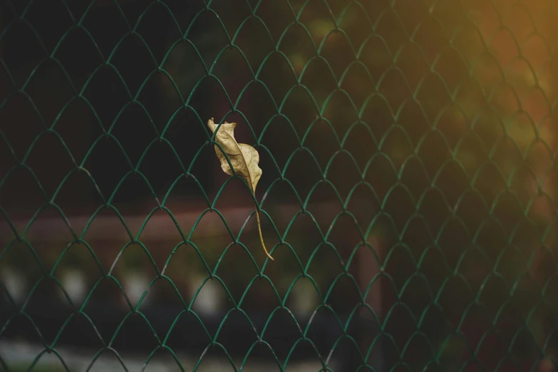 the leaves are hanging on the mesh fence