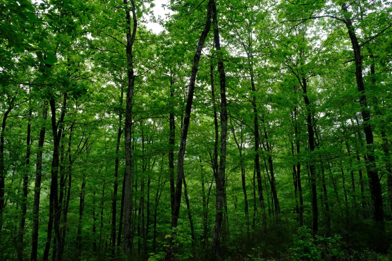 trees that have leaves in the forest