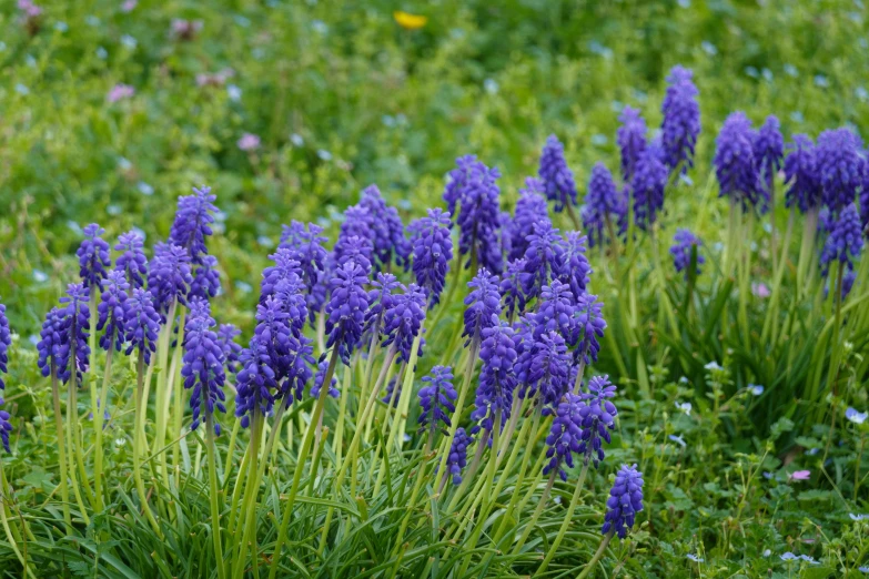 purple flowers blooming on the side of a hill