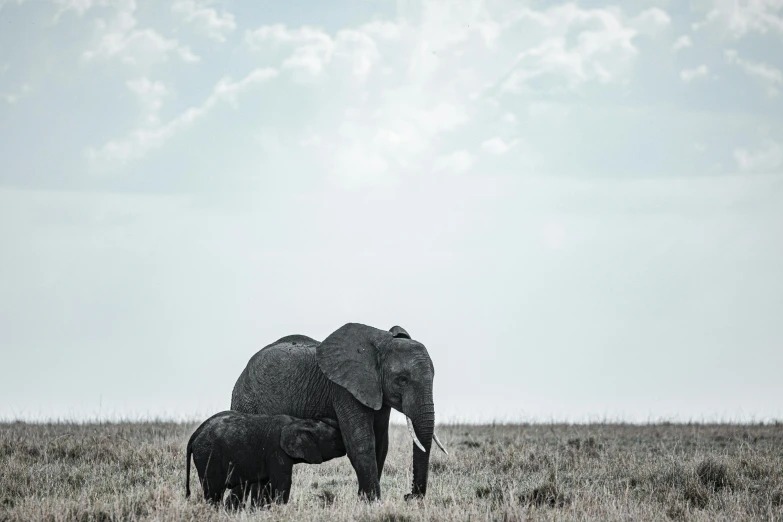 an adult and baby elephant stand in the grass