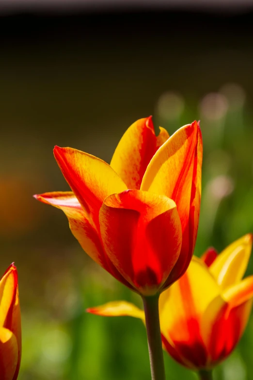 two red and yellow flowers in the sunshine