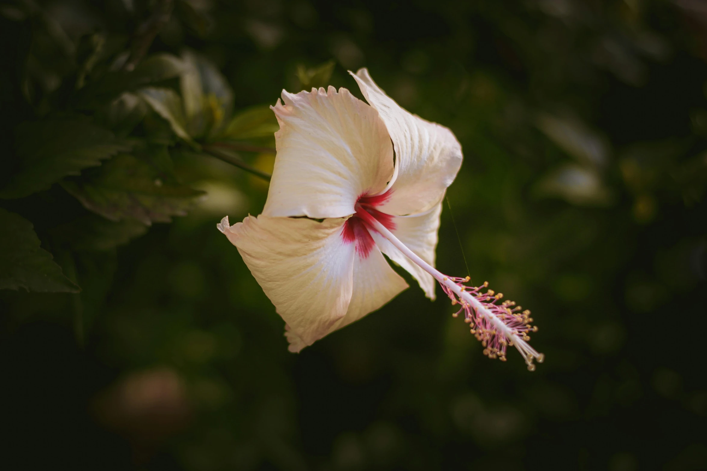 the large flower has red stamen on the center of the stem