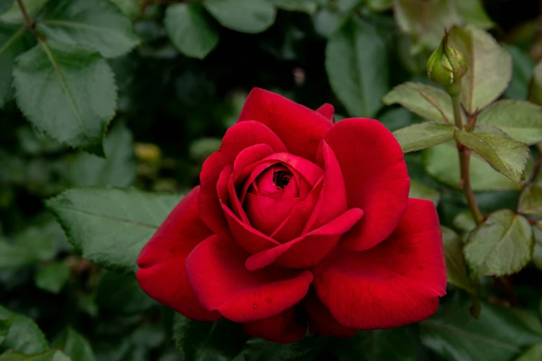 a red rose with green leaves on the background