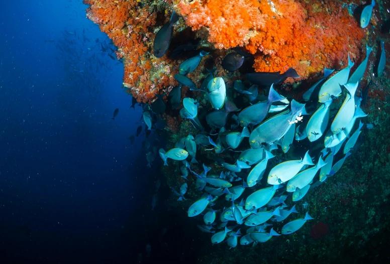 a school of fish gathered together under some vegetation