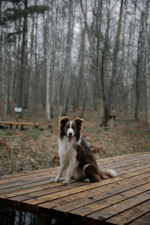 a brown and white dog sitting on a wood deck