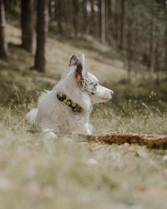 a small white and brown dog laying down