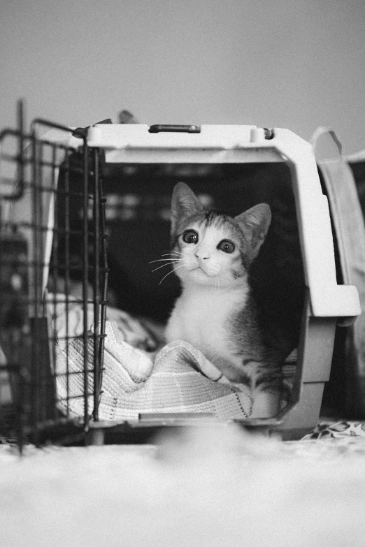 there is a cat sitting in the carrier