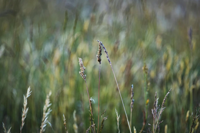 tall grass and plants with blurry background