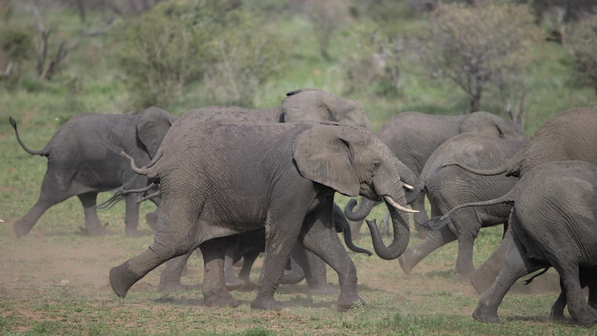 several elephants are fighting in the field