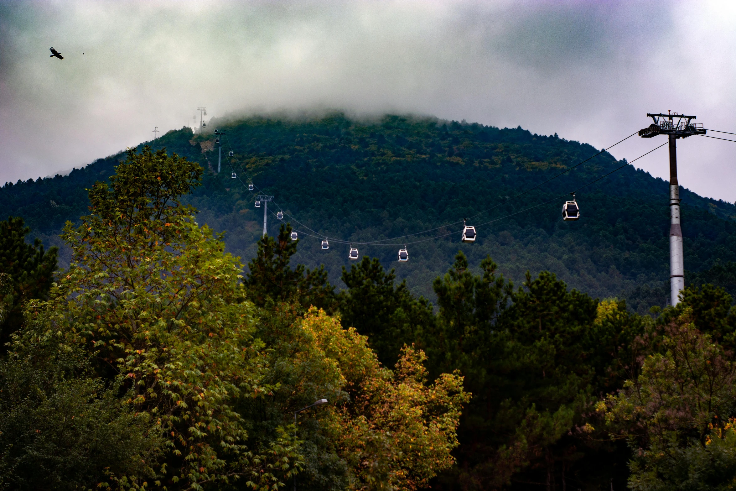 trees with a chair lift in the middle of it on a cloudy day