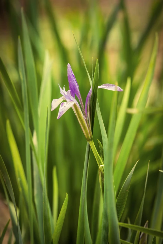 the wild iris blooming in grass is in the foreground