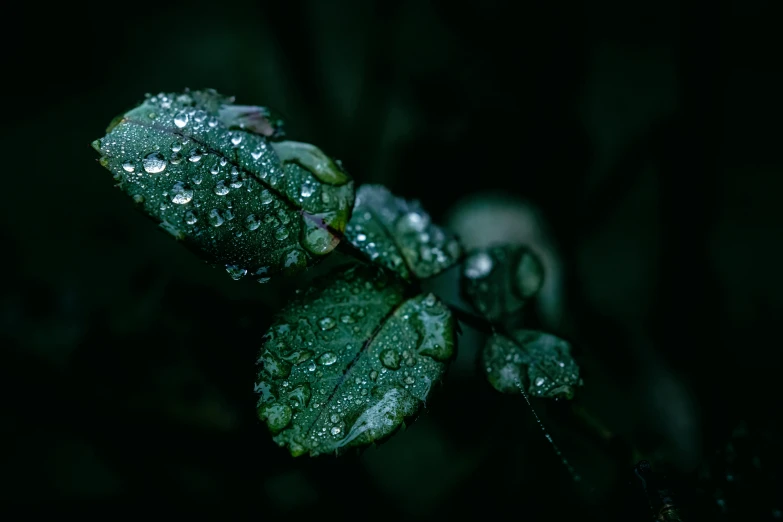 there are three leaves that have been covered with water drops