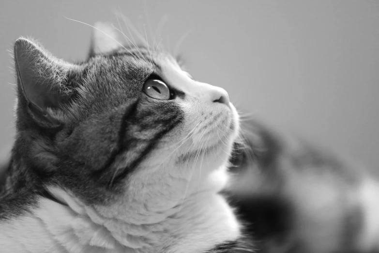 a close up view of a cat that is looking upward