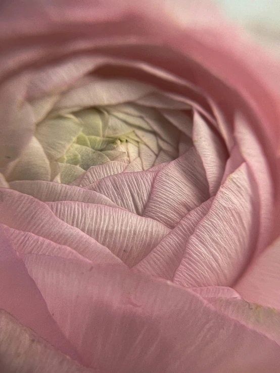 the top portion of a pink flower with small ridges