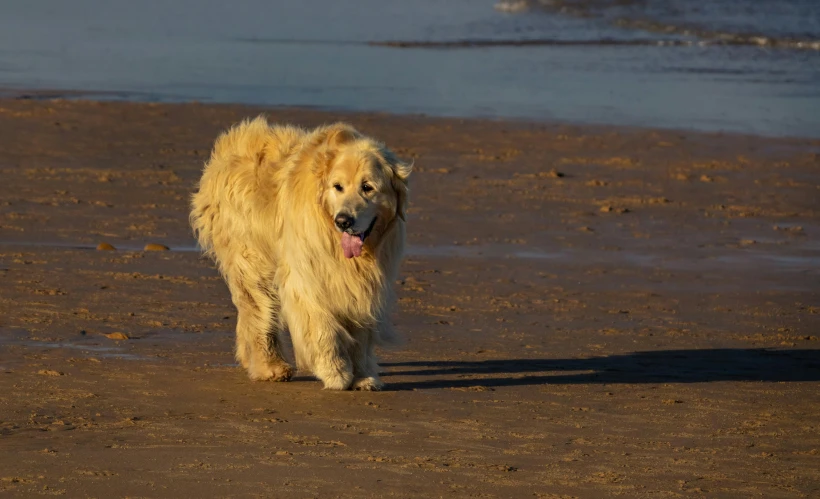 a long haired furry dog with it's tongue out, walking on a beach