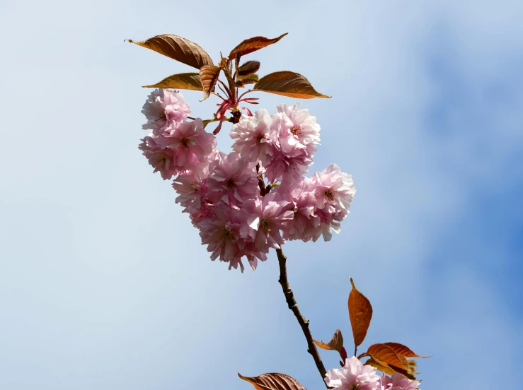 a close - up s of pink blossoms on the nches of a tree