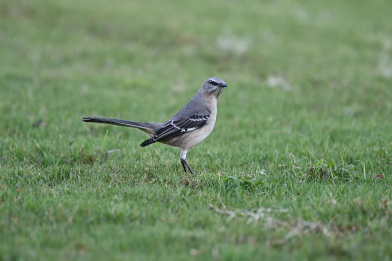 a bird that is sitting on some grass