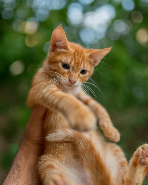 a young cat holding the paws of a human