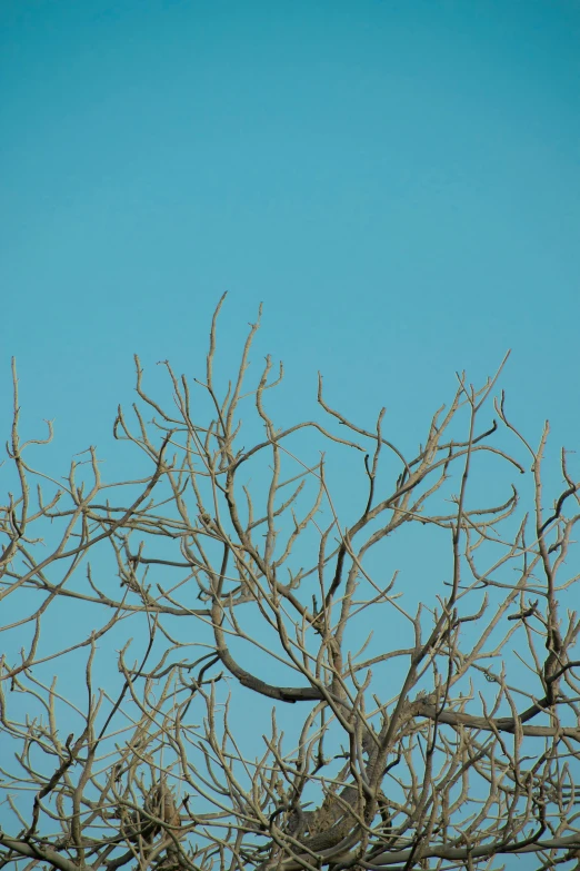 a gray bird sitting on a bare tree