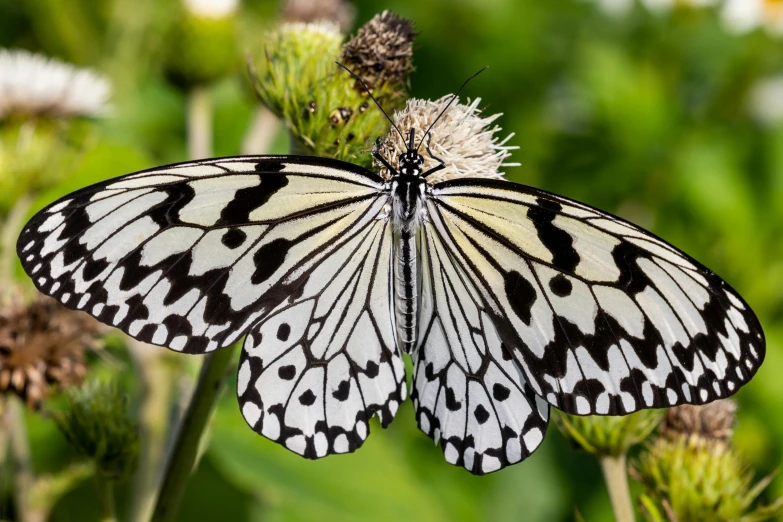 a erfly is on a plant outside