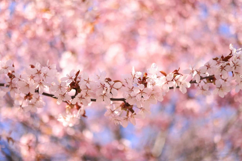 closeup of a nch of a tree with white flowers