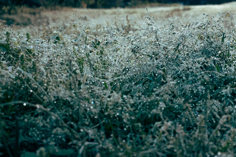 grass and flowers have some water droplets on them