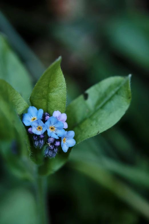 small blue flowers are sitting on top of a green leaf