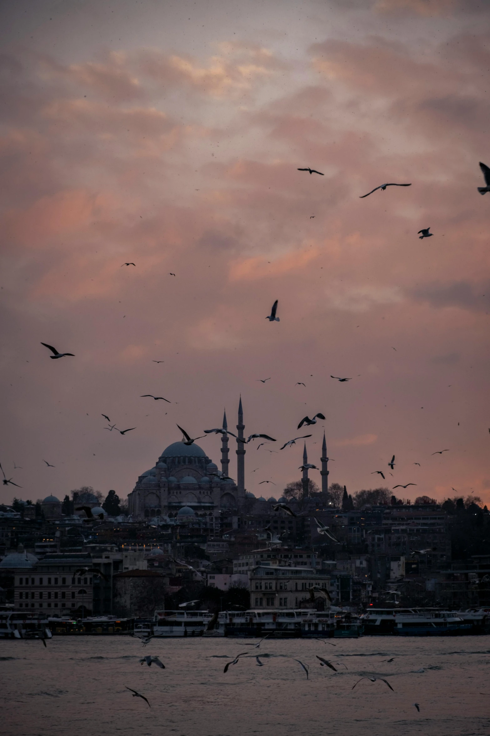 birds flying near the city in the distance