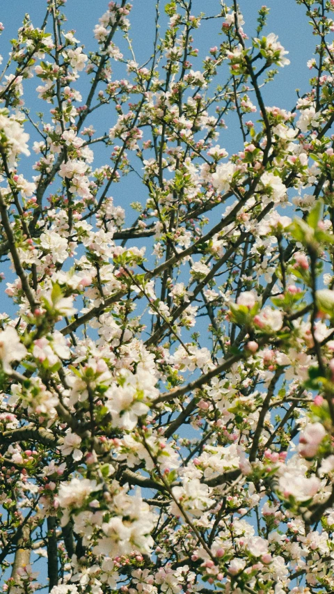 flowering tree with white and pink flowers is seen in the background