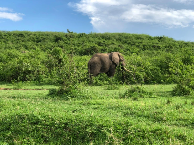 an elephant walking through the grass of an open field